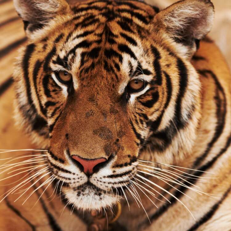 Lying Tiger - stock image
