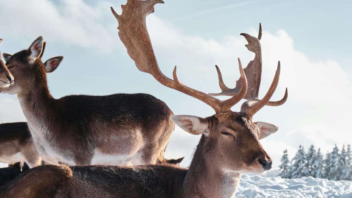 Deer with antlers in snow. (Photo made with Fuji X-T3)