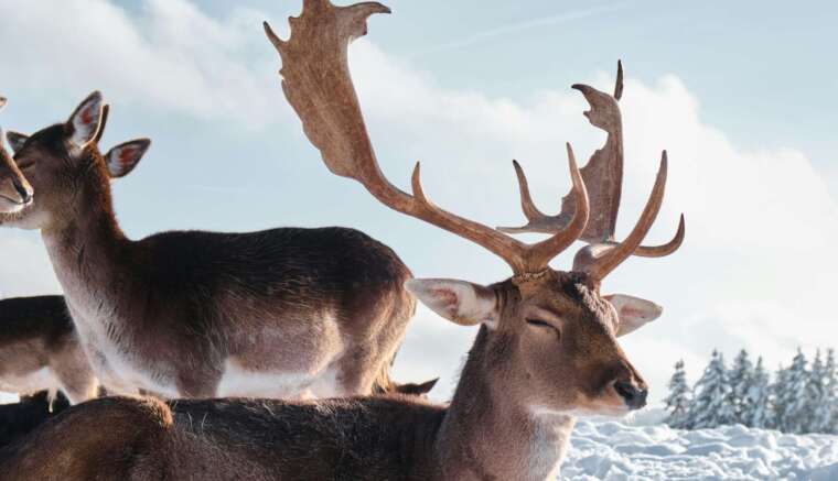 Deer with antlers in snow. (Photo made with Fuji X-T3)