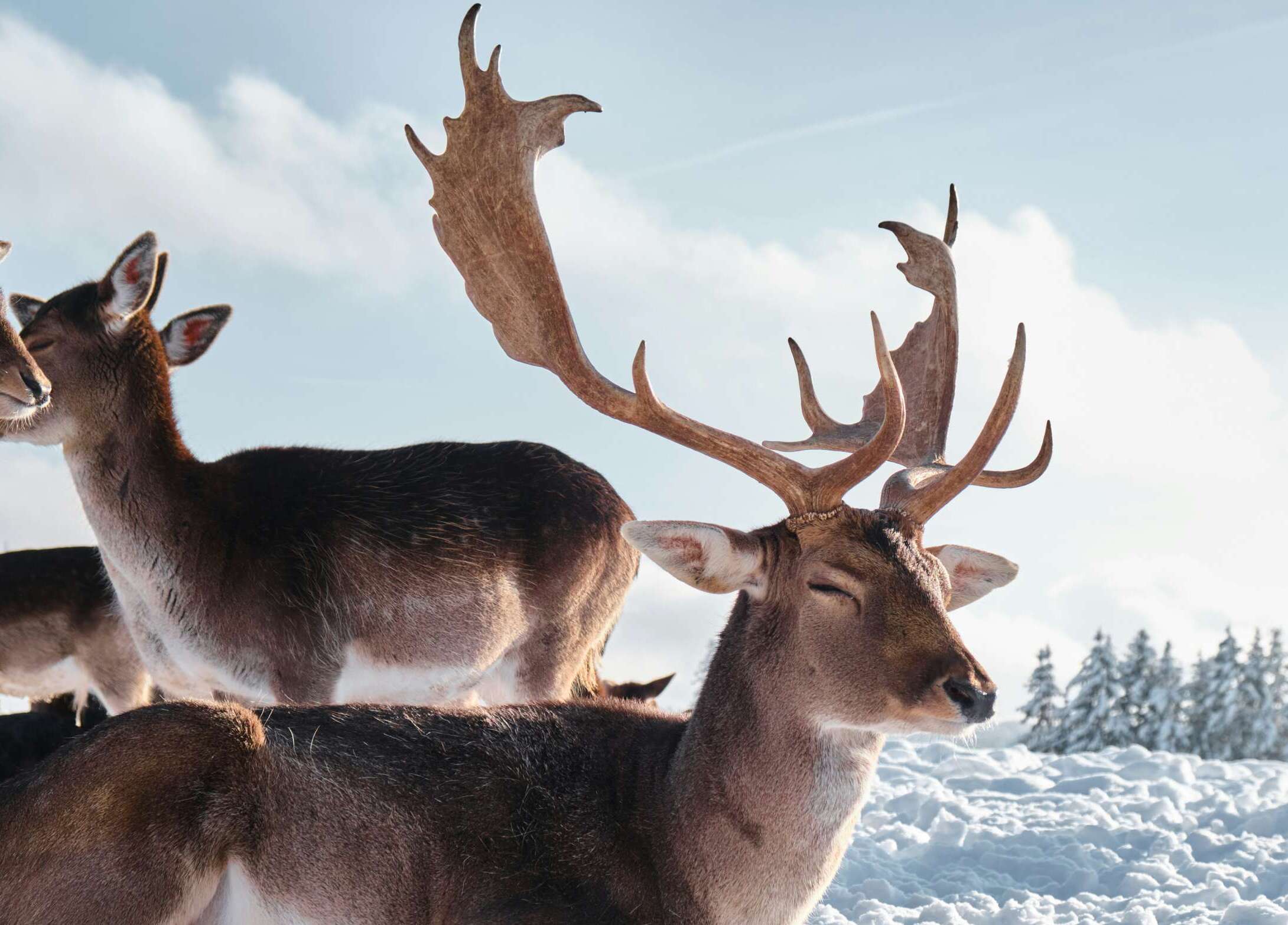 Deer with antlers in snow. (Photo made with Fuji X-T3)